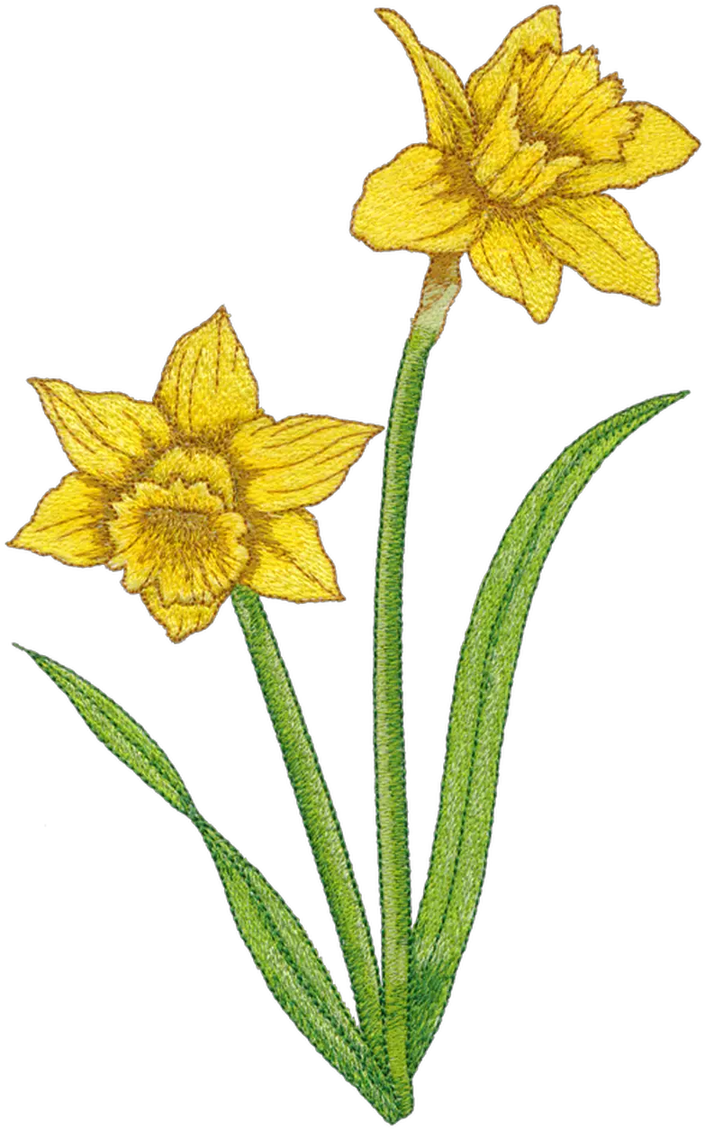 Daffodil 82022 24 Wild Daffodil Png Daffodil Png