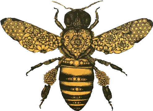 Pin Auf E G M Honey Bee Vintage Bee Drawing Png Transparent Bees