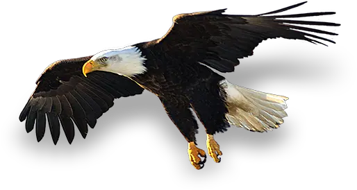 Sea Eagle Tribal Bald Eagle Png Bald Eagle Png