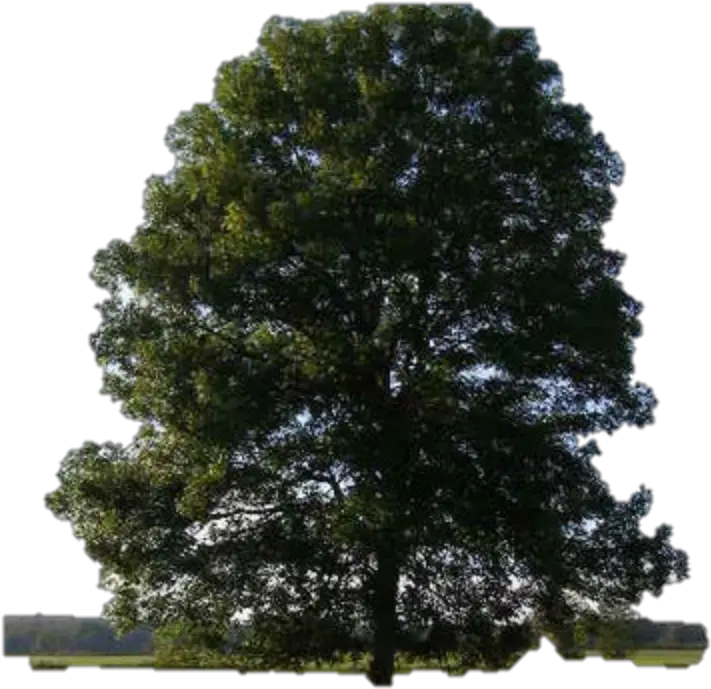 Willow Tree Png