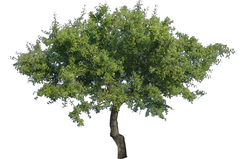 Vector Tree Clipart Png