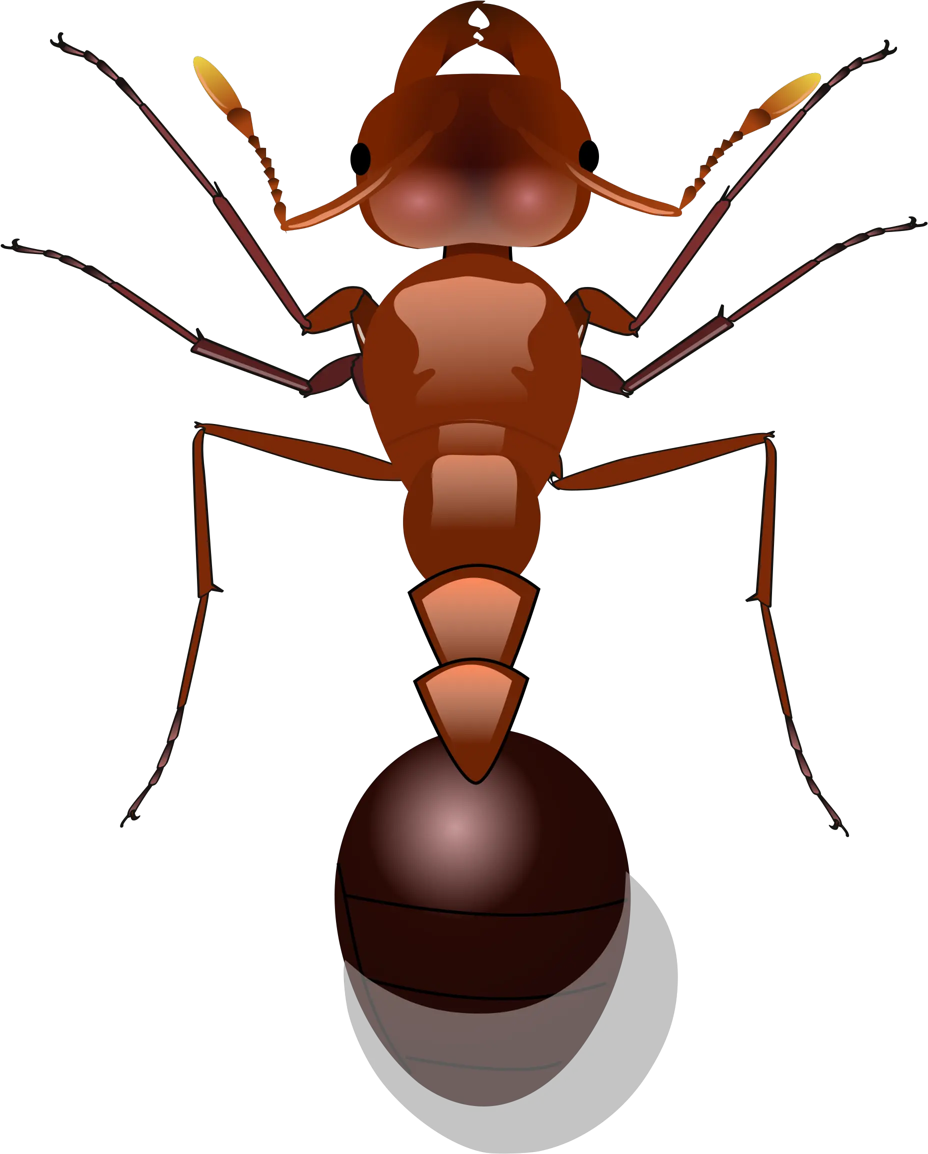 Download Ants Png Image For Free Ants Png Ants Png