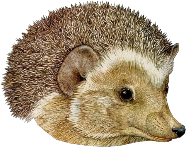 Png Transparent Background Image Jan Brett The Hat Hedgehog Transparent Background