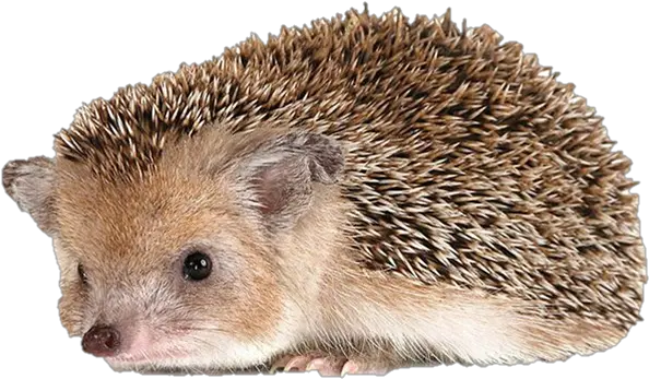 Cute Hedgehog Png Transparent Picture Hedgehog Transparent Background Hedgehog Transparent Background