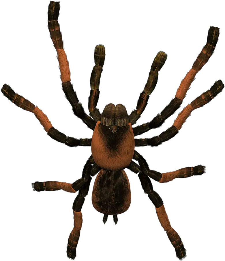 Tarantula Png Clipart Tarantula Png Tarantula Png