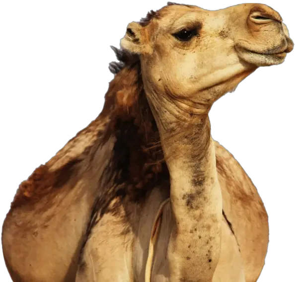 Camel Png Images Hd Play Benny Mayengani 2019 Album Camel Png