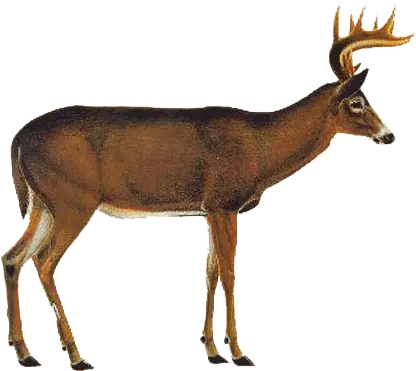Whitetail Deer Vitals Png Mart Png White Tailed Deer Deer Head Png