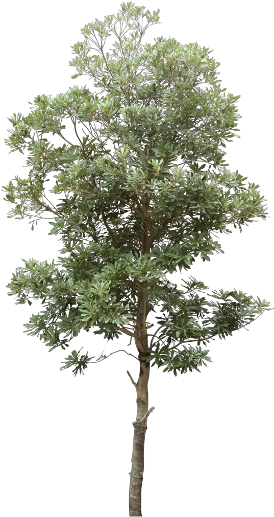 Tree Png High Resolution