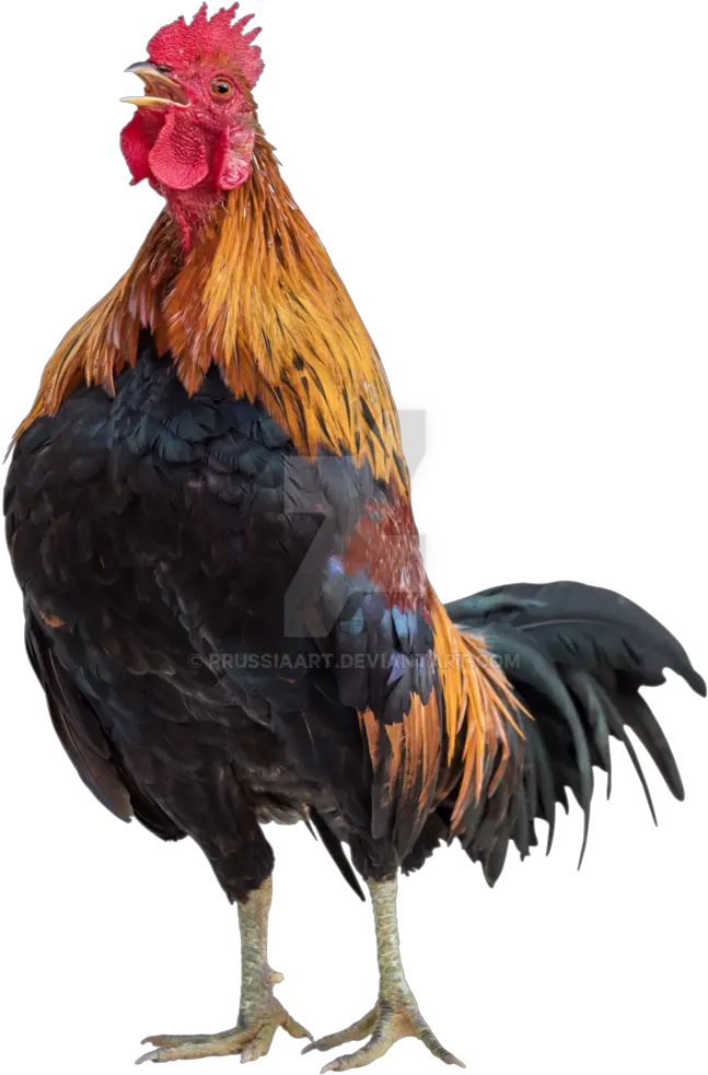 Rooster Png For Free Download Rooster Png Rooster Png