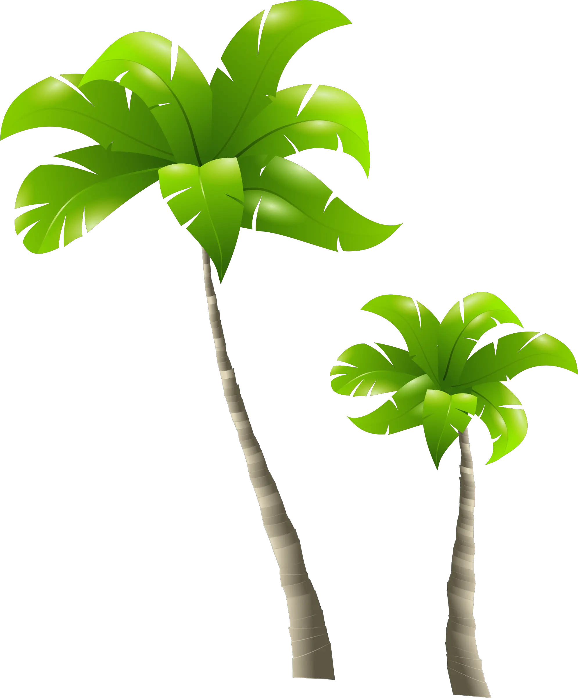 Spruce Tree Png