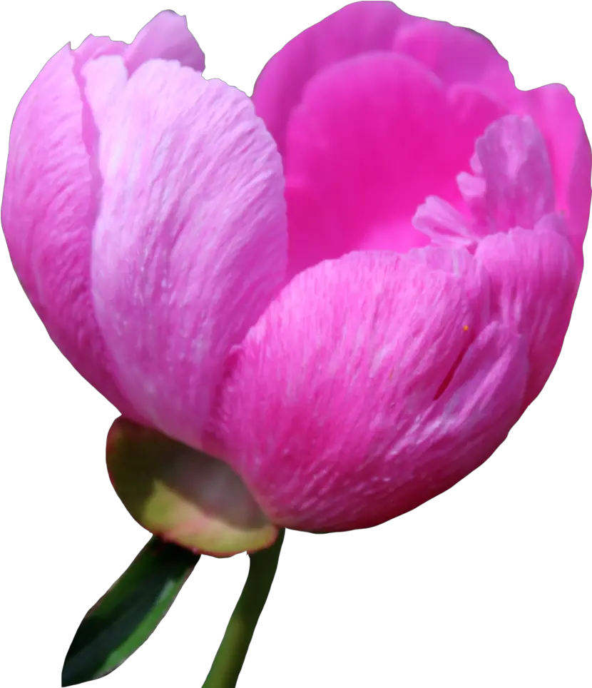 Download Peony Png Free For Designing Projects Clip Art Peony Png