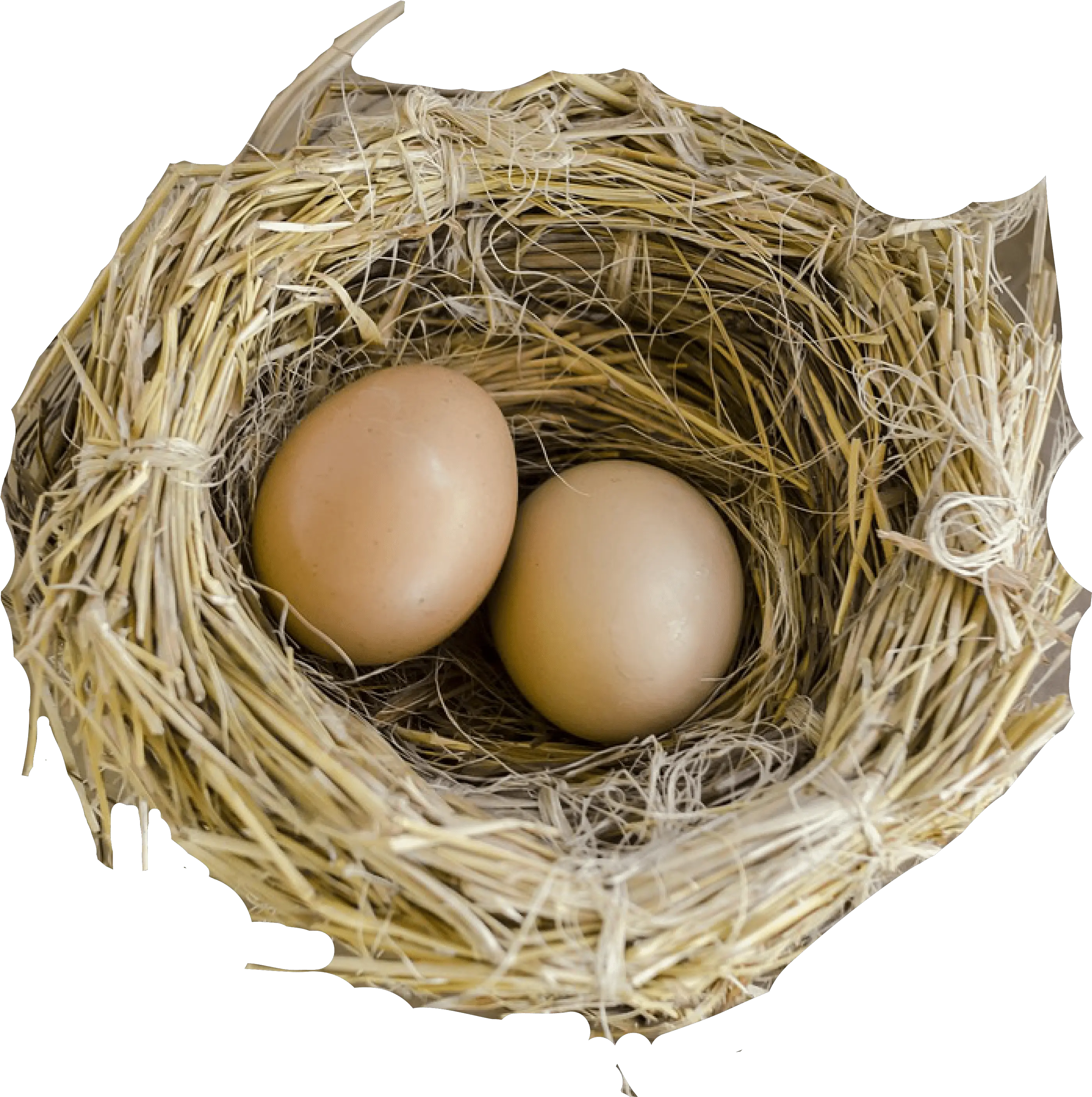 Nest Png Nest Png Nest Png