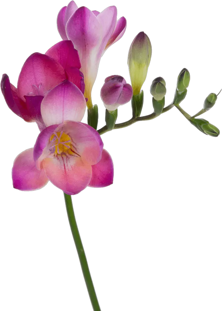 Pink Orchid Png Moth Orchid 3590000 Vippng Transparent Freesia Png Orchid Png