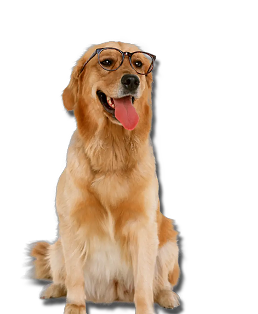 Golden Retriever With Glasses Dogs Png Golden Retriever Dogs Png