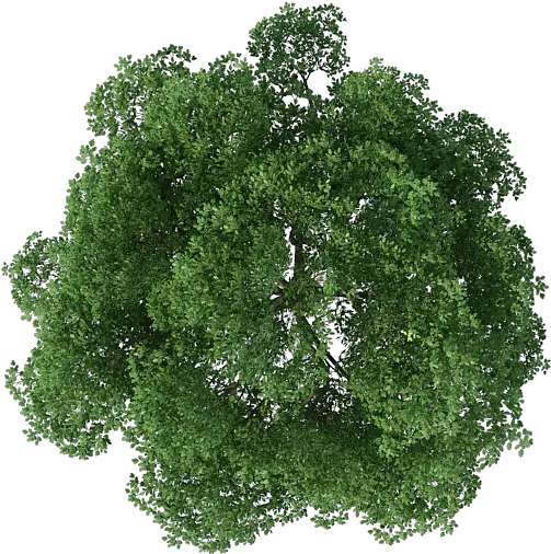 Trees Texture Png