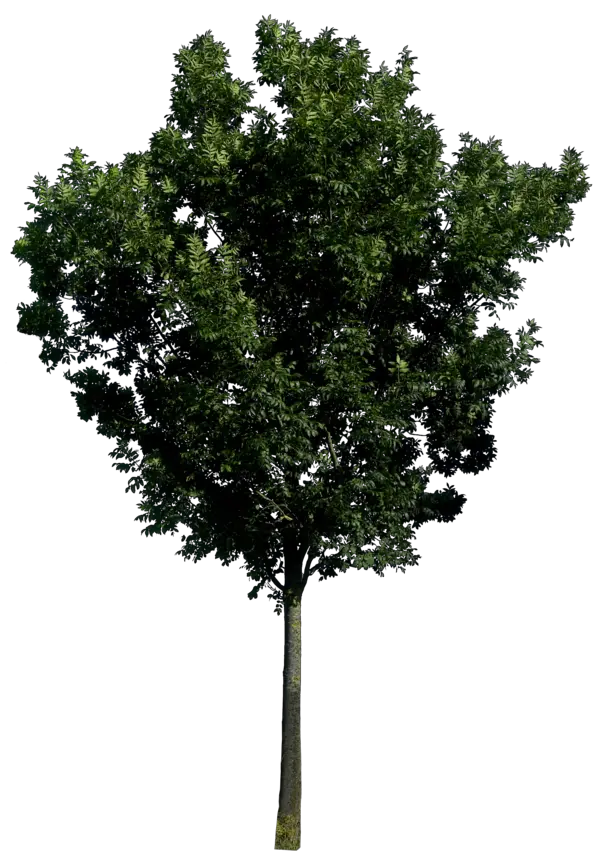 Artificial Tree Png