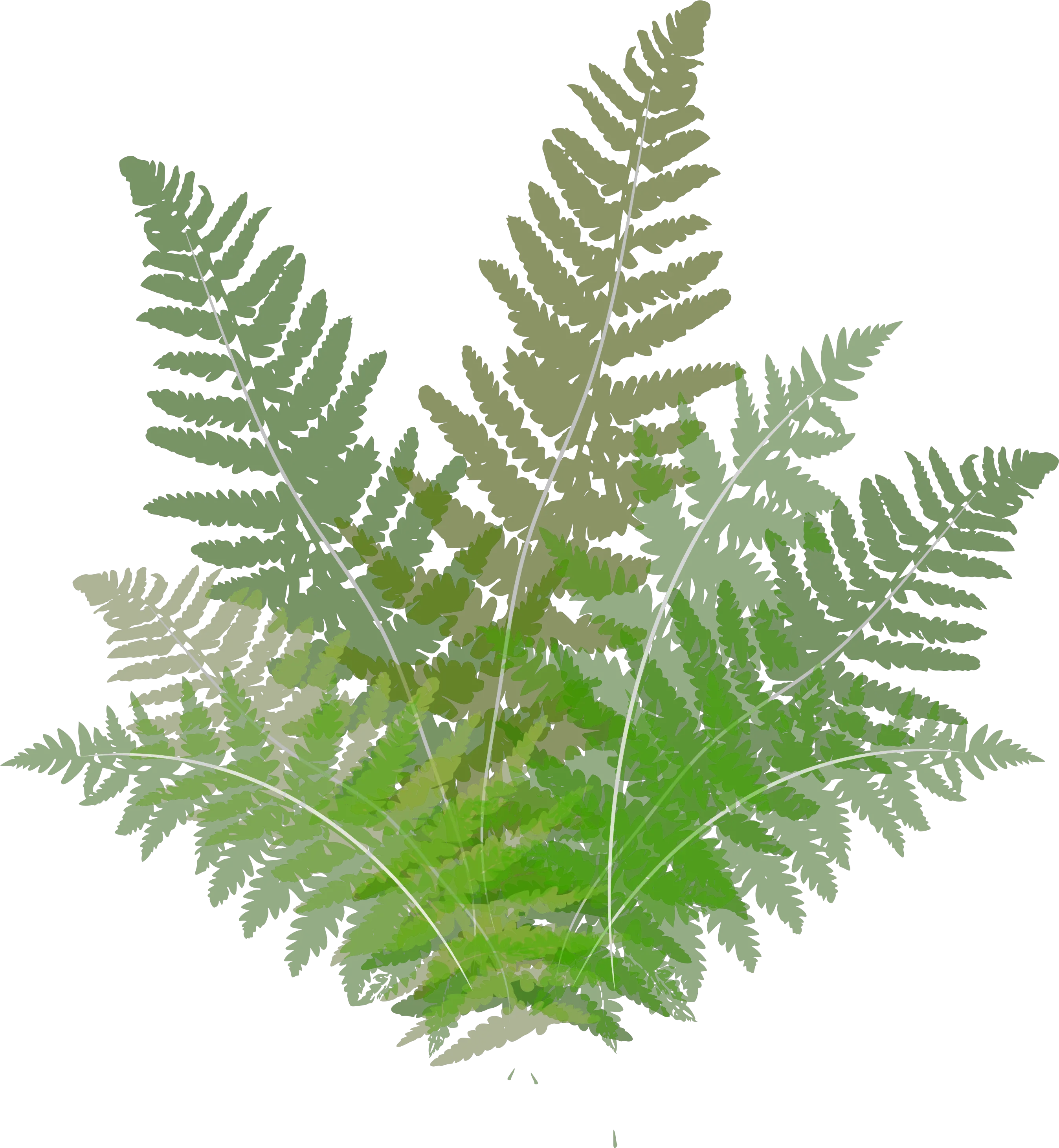 Picture Ferns Clipart Png Fern Png