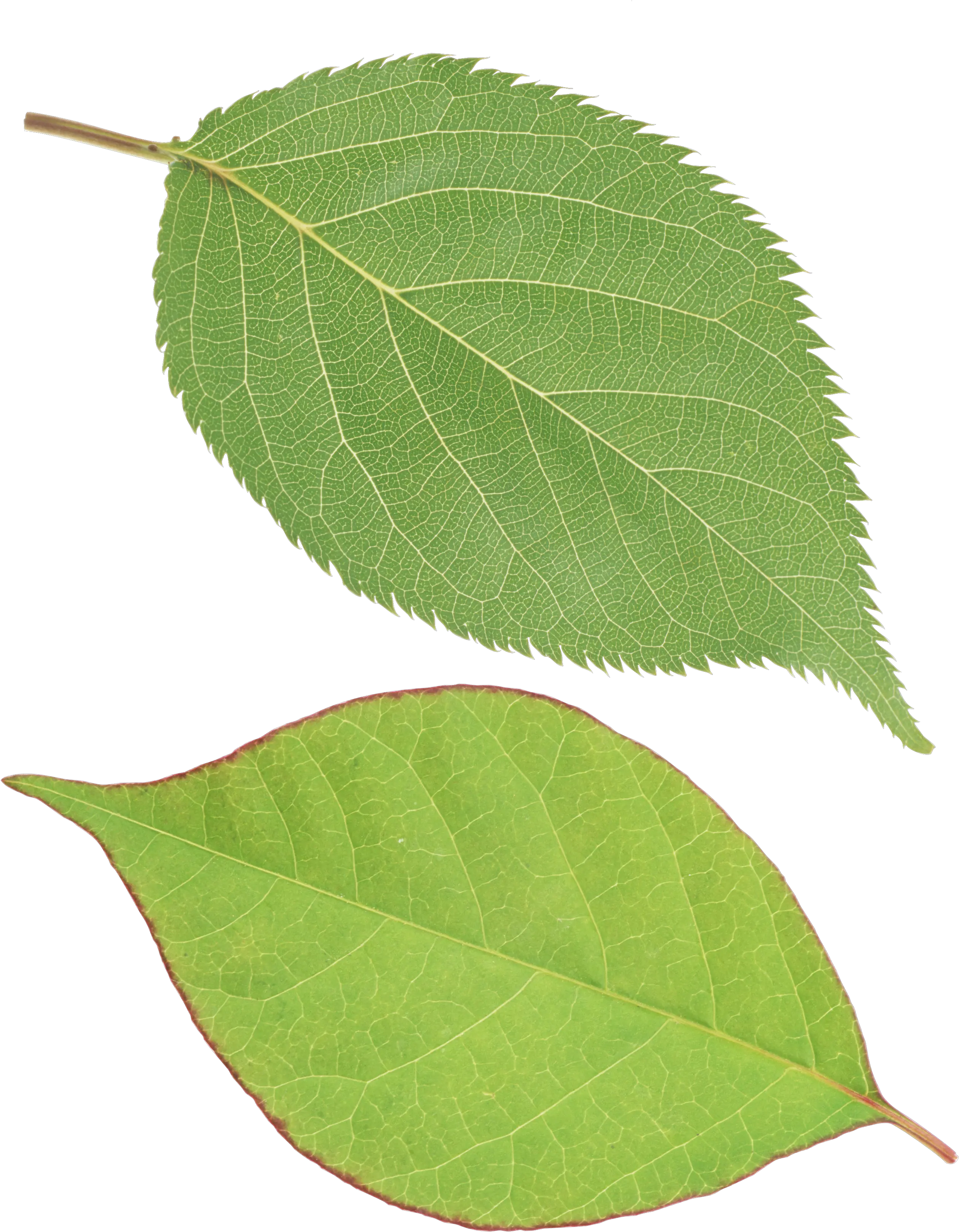 Green Leaves Png Images Free Download Single Green Leaves Png Leaves Clipart Png