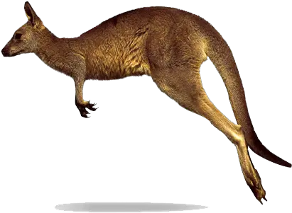 Kangaroo Png Transparent Images Jumping Kangaroo White Background Kangaroo Transparent Background