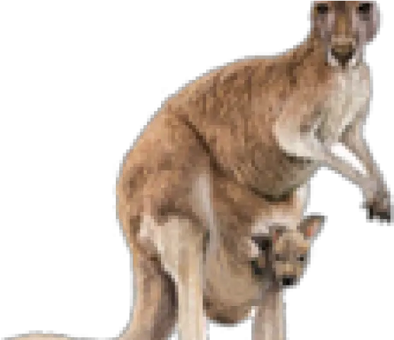 Png Transparent Images Image Structural Features Of A Kangaroo Kangaroo Transparent Background