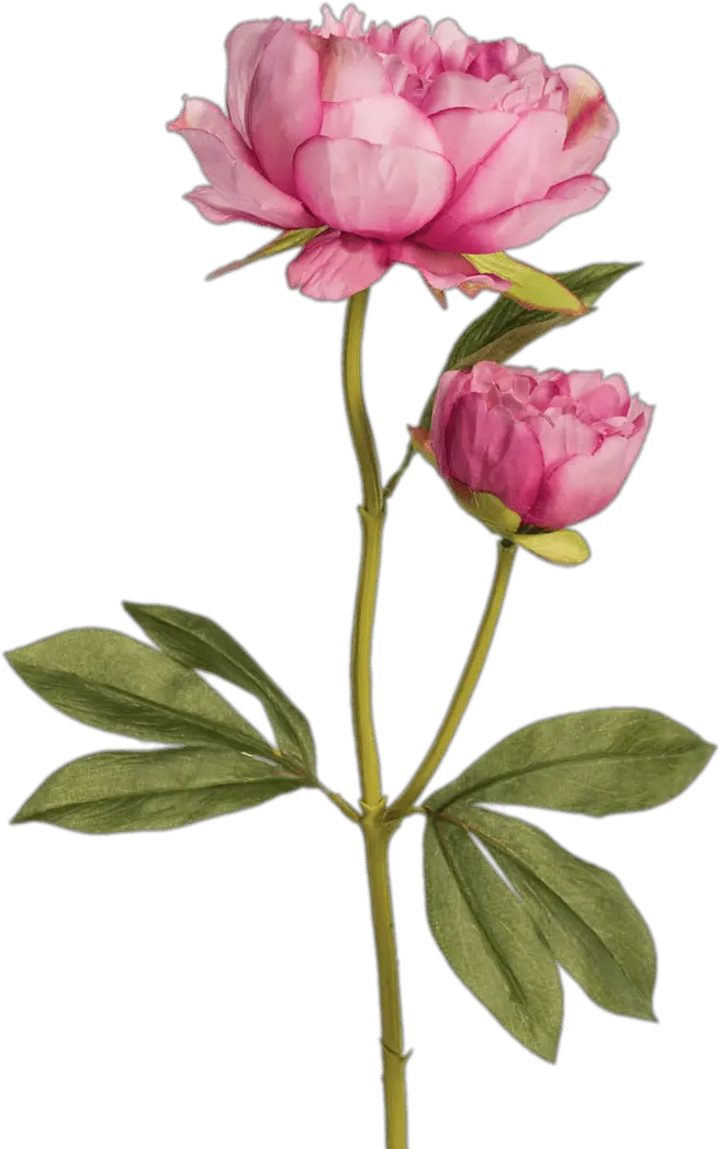 Two Pink Peonies Transparent Png Two Peony Drawing Peonies Png