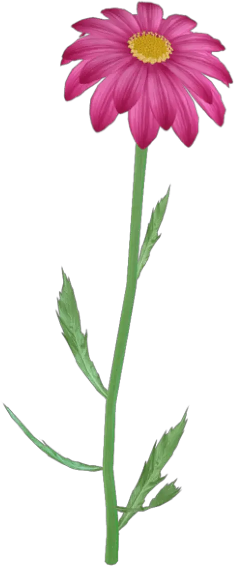 Purple Daisy Pink Flowers Flower Steam Flowers Png Flowers Clipart Png png