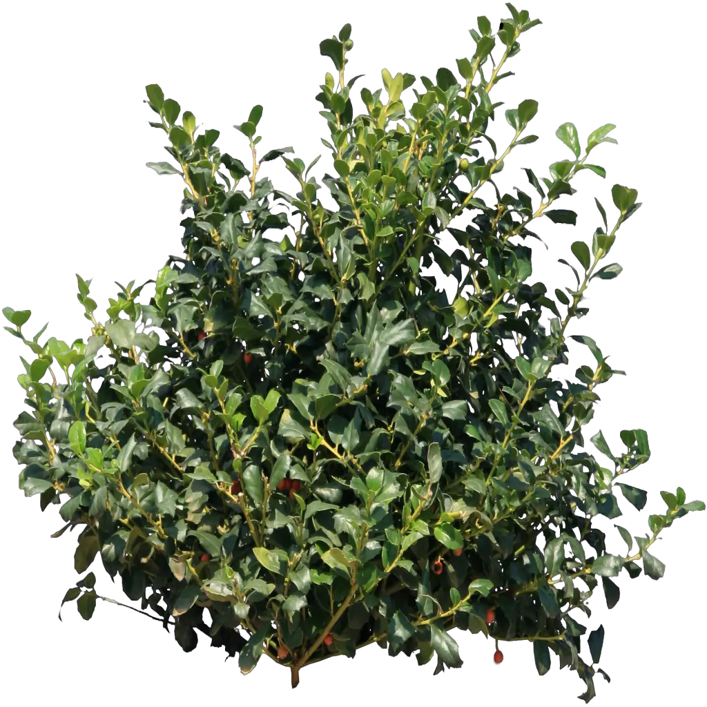 Holly Bush Transparent Png Stickpng Bush Png Hedge Png