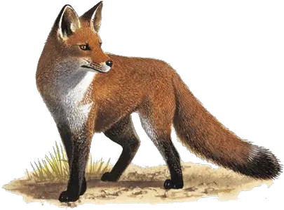 Fox Png Transparent Images Free Download