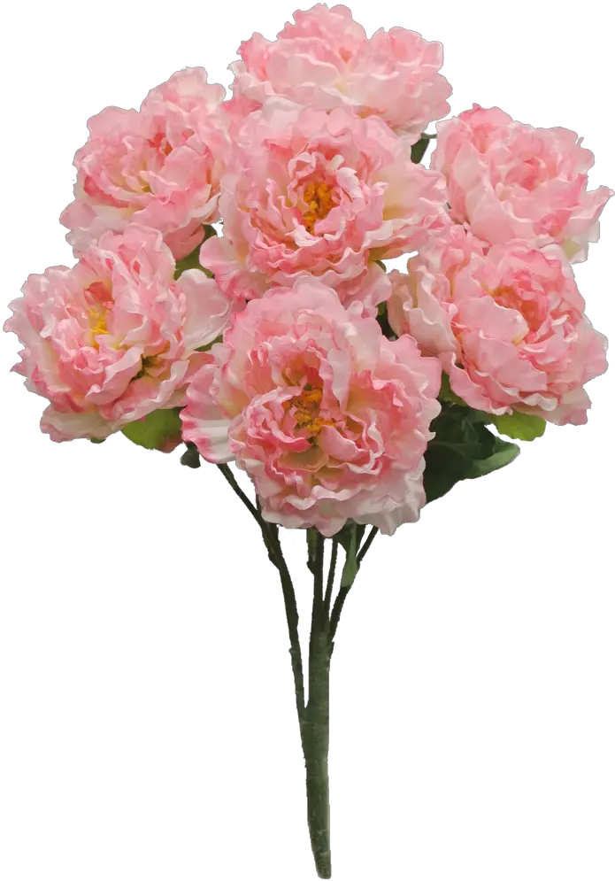 Download Hd Pink Peony Bush X7 Sale Item Paeoniaceae Pfingsrosen Png Peony Transparent