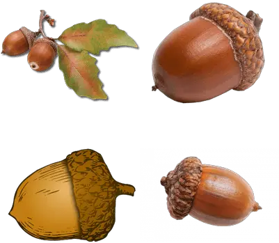 Nature Transparent Png Images Stickpng Transparent Background Acorn Clipart Png Nature Png