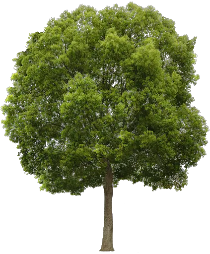 Forest Tree Vector Png