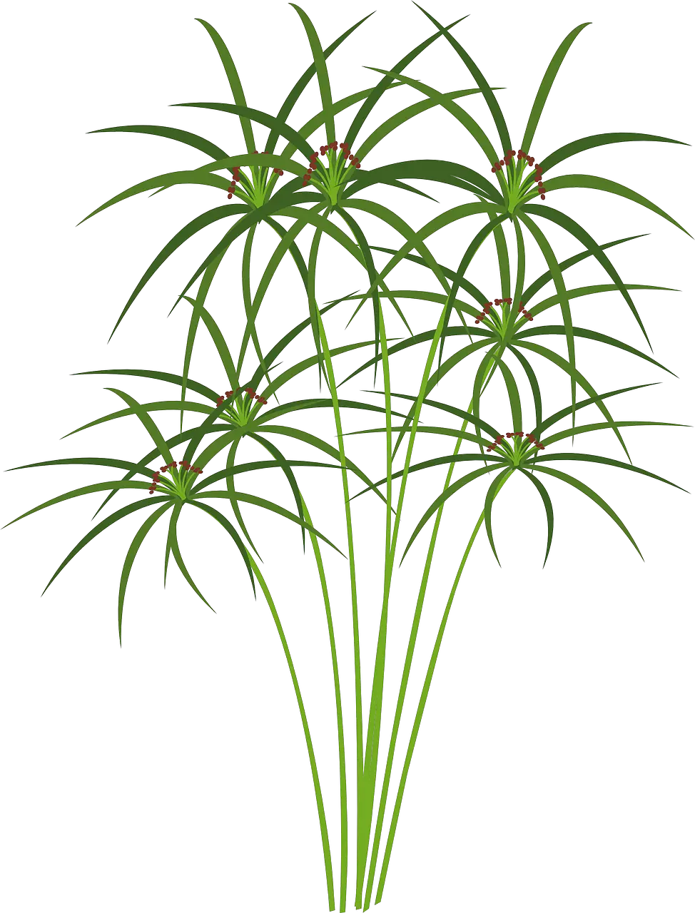 Papyrus Plant Papyrus Clipart Png Papyrus Png