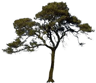 Tree Png Images Quality Transparent Pictures Only Free Png Free Tree Png