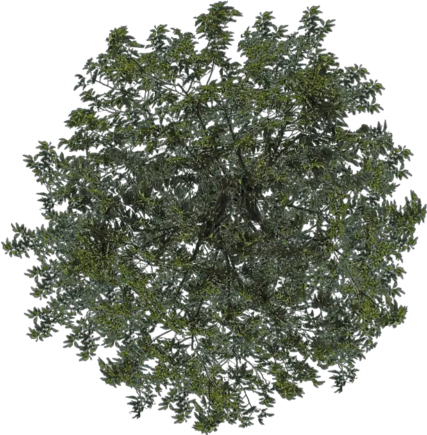 Tree Wood Png