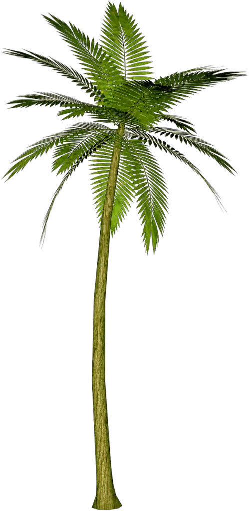 Tree Png Photo