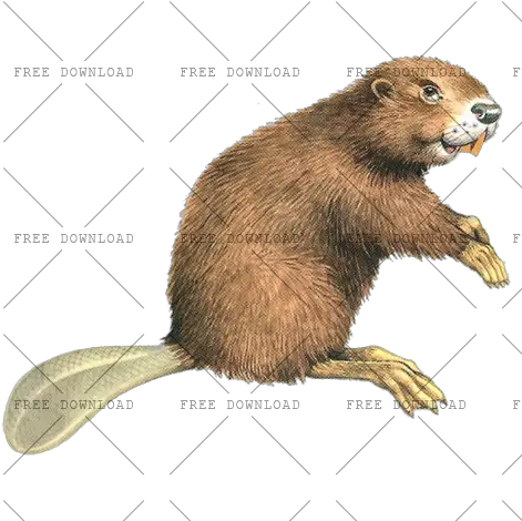 Beaver Png Image With Transparent Background Photo 364 Beaver Png Rice Transparent Background