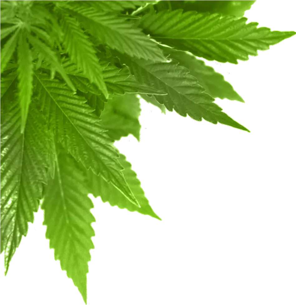 Green Leaf Png File Green Leaf Image Png Leaf Png png