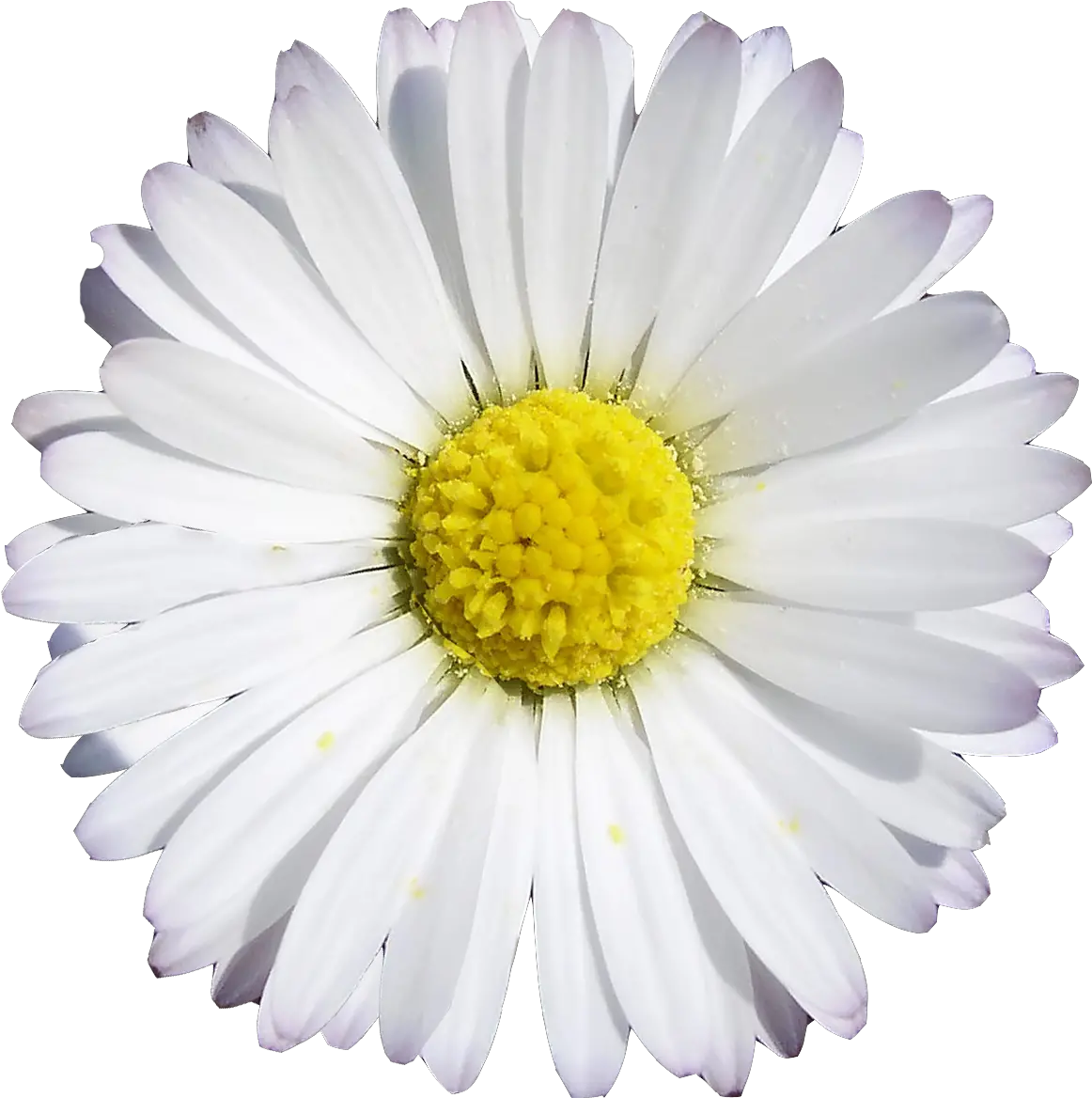 Download Chamomile Png Image With No Daisy Chamomile Png