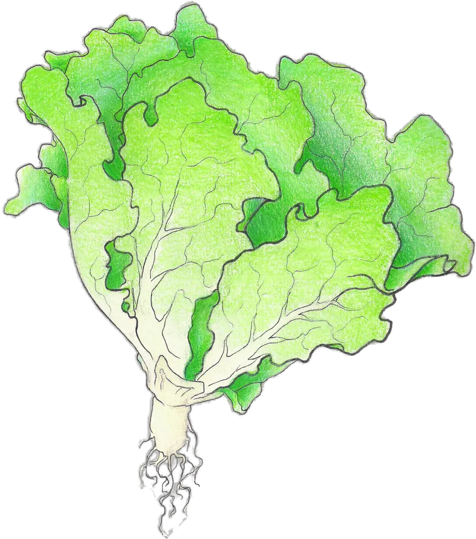 Illustration U2014 Christi Difrank Cruciferous Vegetables Png Lettuce Png