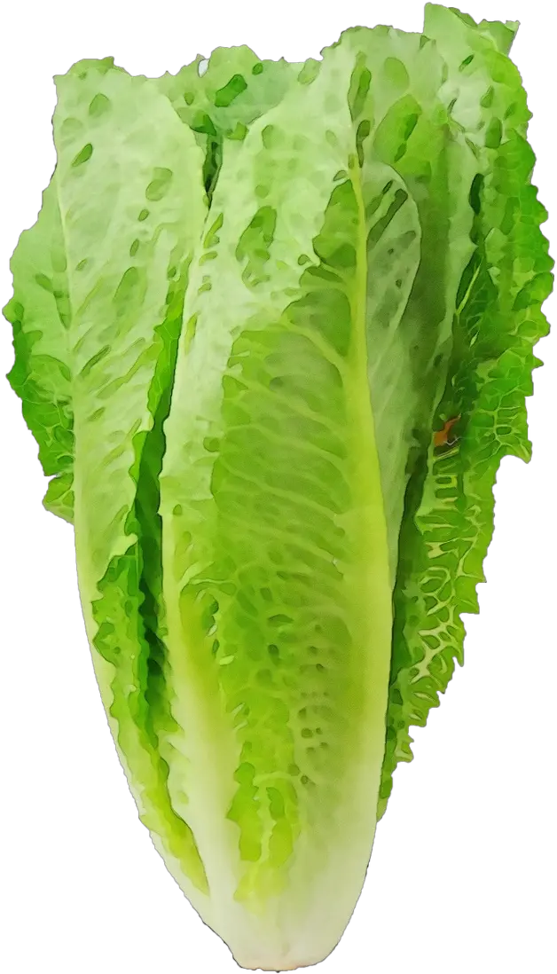 Romaine Lettuce Health Pregnancy Food Romaine Lettuce Png Lettuce Png