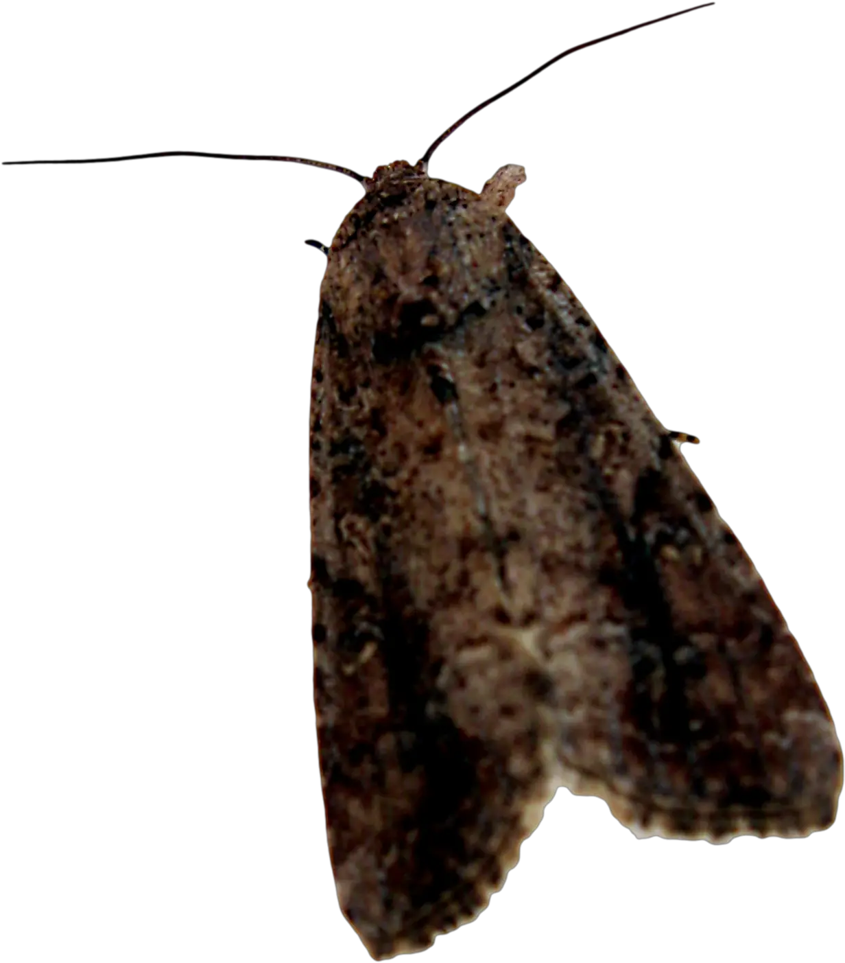 Moth Png Background Image Polilla Png Moth Png