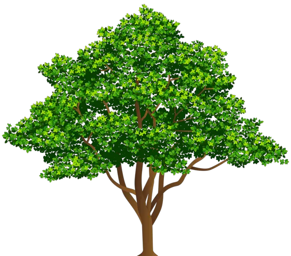 Money Tree Png