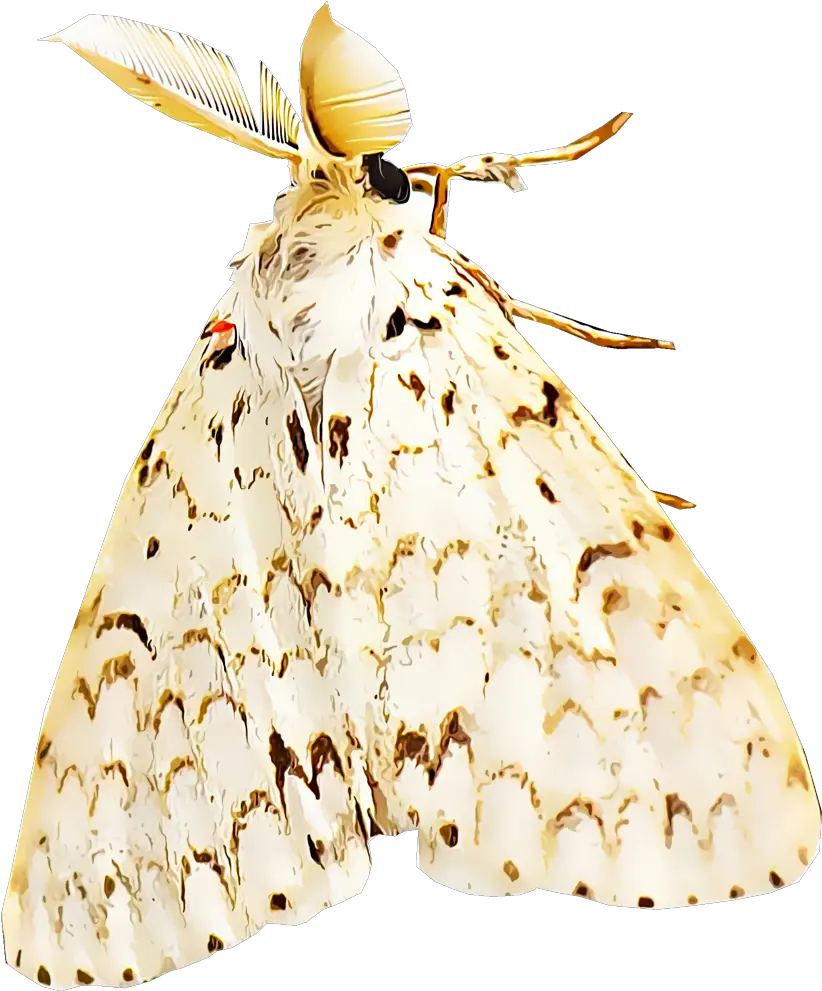 Identify And Control Gypsy Moths Types Of Gypsy Moths Png Moth Png