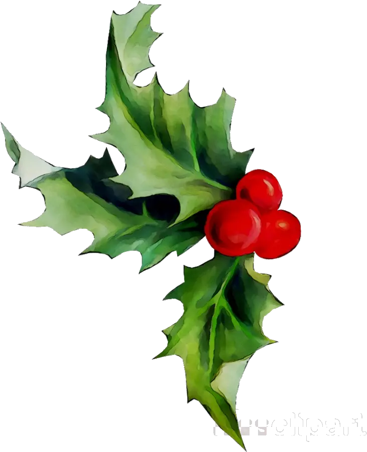 Holly Leaf Plant Flower Transparent Holly Png Transparent Holly Png