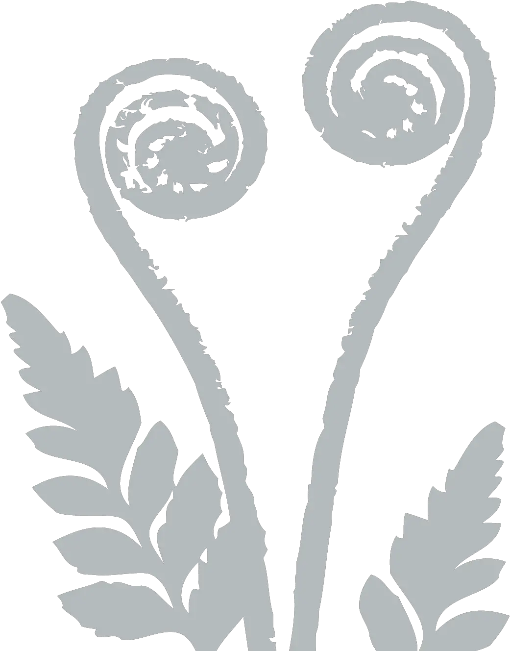 Fern Silver Fern Png Fern Png