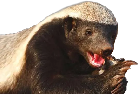 Honey Badger Png Transparent Hd Photo Mart Honey Badger Honey Transparent