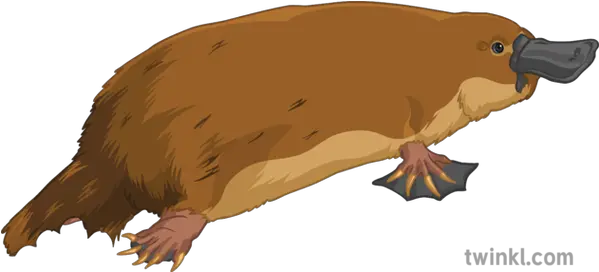 Bitten Short Tail Platypus Animal Science Secondary Punxsutawney Phil Png Platypus Png