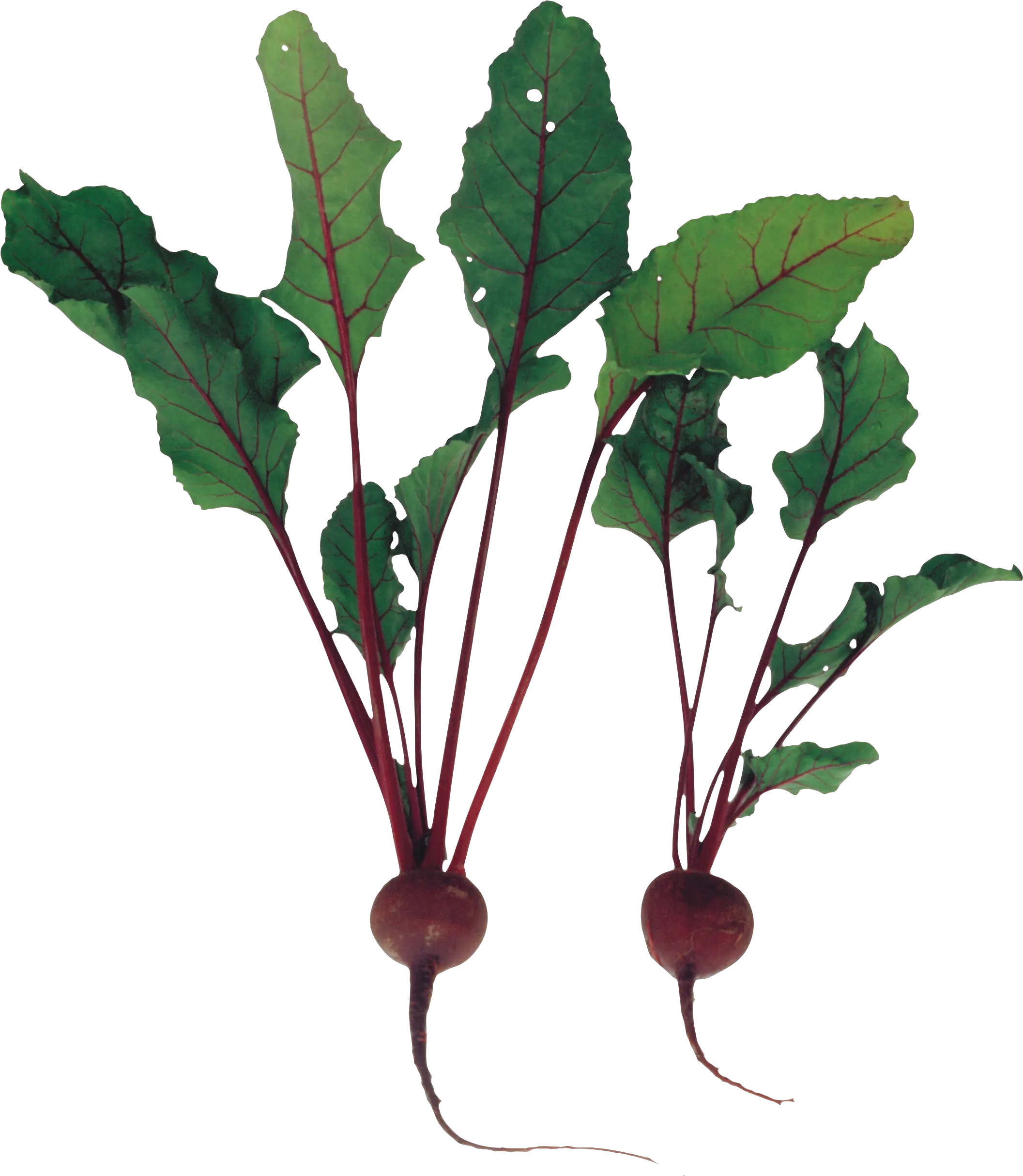 Beet Png Image For Free Download Beet Plant Png Beet Png