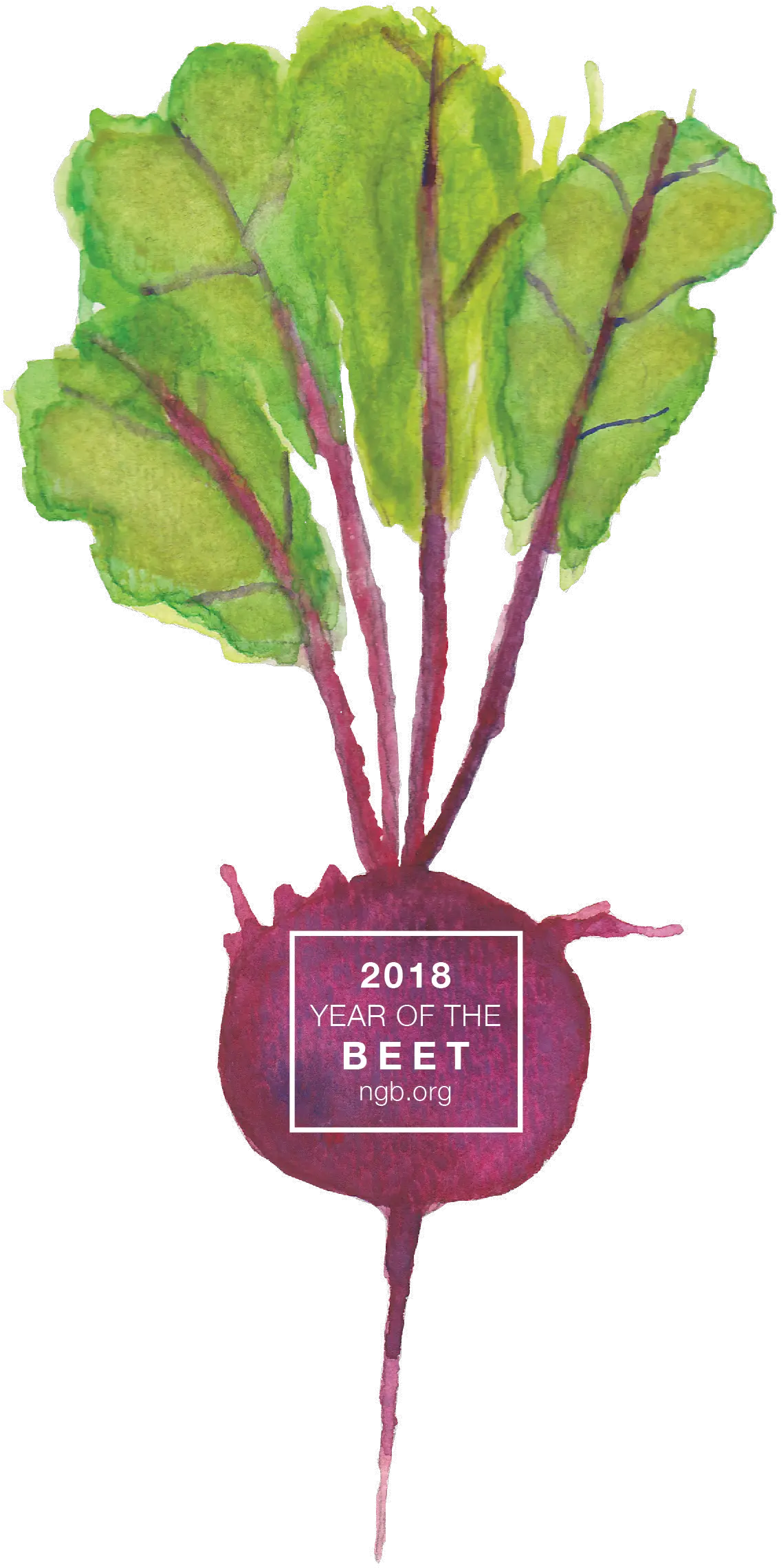 Beet Beet Garden Png Beet Png