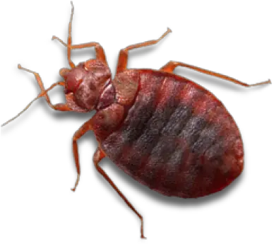 Bed Bug Png Clipart Background Play Transparent Background Of Bugs Bugs Png